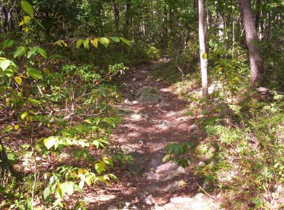 Snakes on a trail! Snakes on a trail! They're mostly hidden behind rocks on the left of the path near the center of the picture
