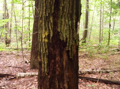 A slightly different angle on the aforementioned tree