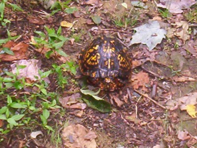 A handspan-sized turtle with a brown shell mottled with yellow