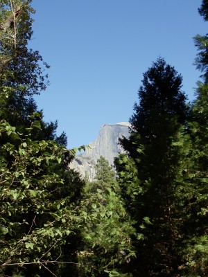 Half Dome again, through some trees