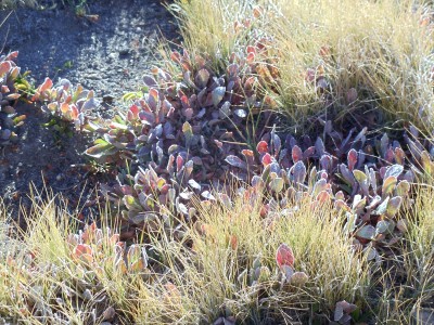 Brownish grass surrounds patches of ground-hugging plants with reddish leaves, all covered in frost from the night