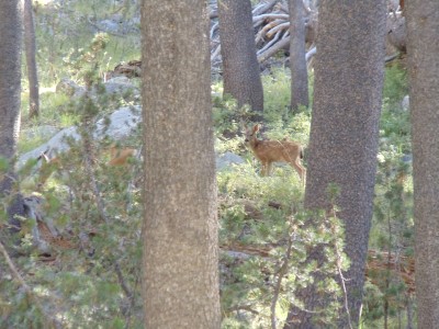 A mother mule deer and her white-spotted fawn, seen through trees near Lyell Fork