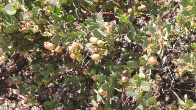 A desert bush with reddish-green berries