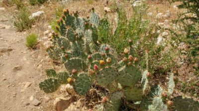 Prickly pear cactus