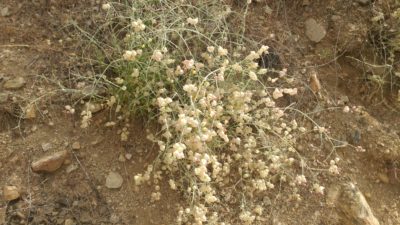 Fragile, pale yellow/pink bulbous flowers